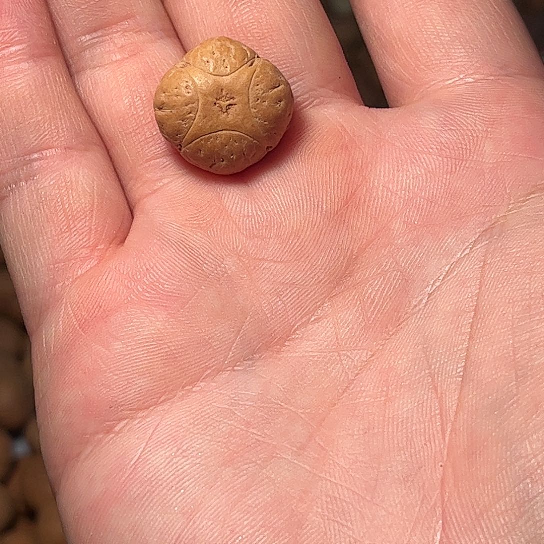 桃核吊坠19mm麒麟眼单颗，开孔不退，偏远不包