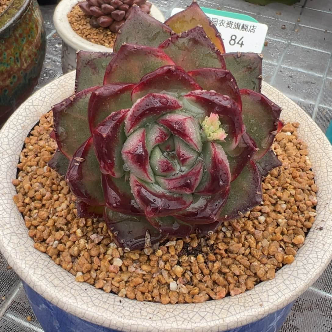 从前慢多肉精选编号0207.84