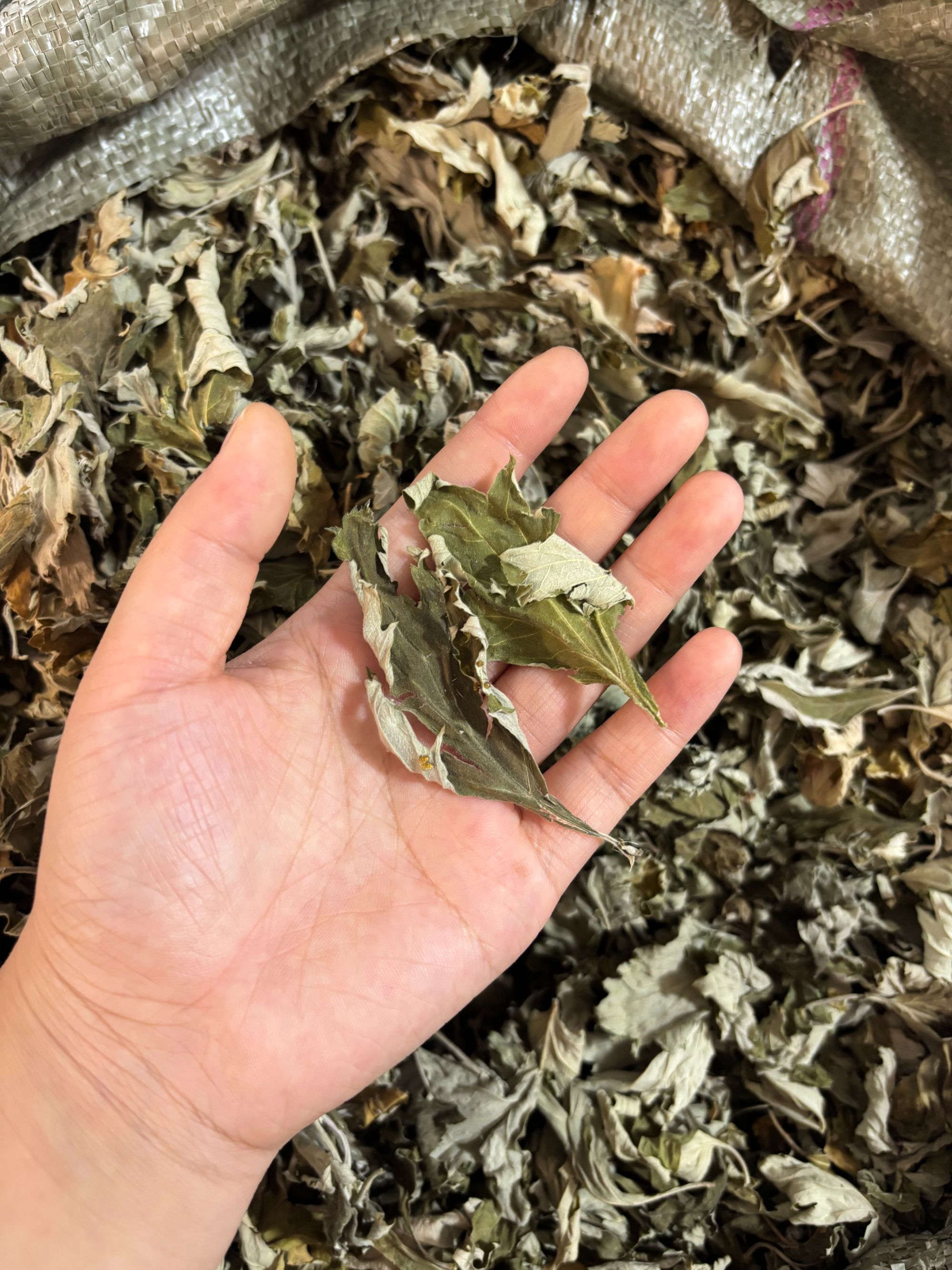 野生纯艾叶端午头茬叶片大艾香味浓郁艾灸洗头泡澡泡脚