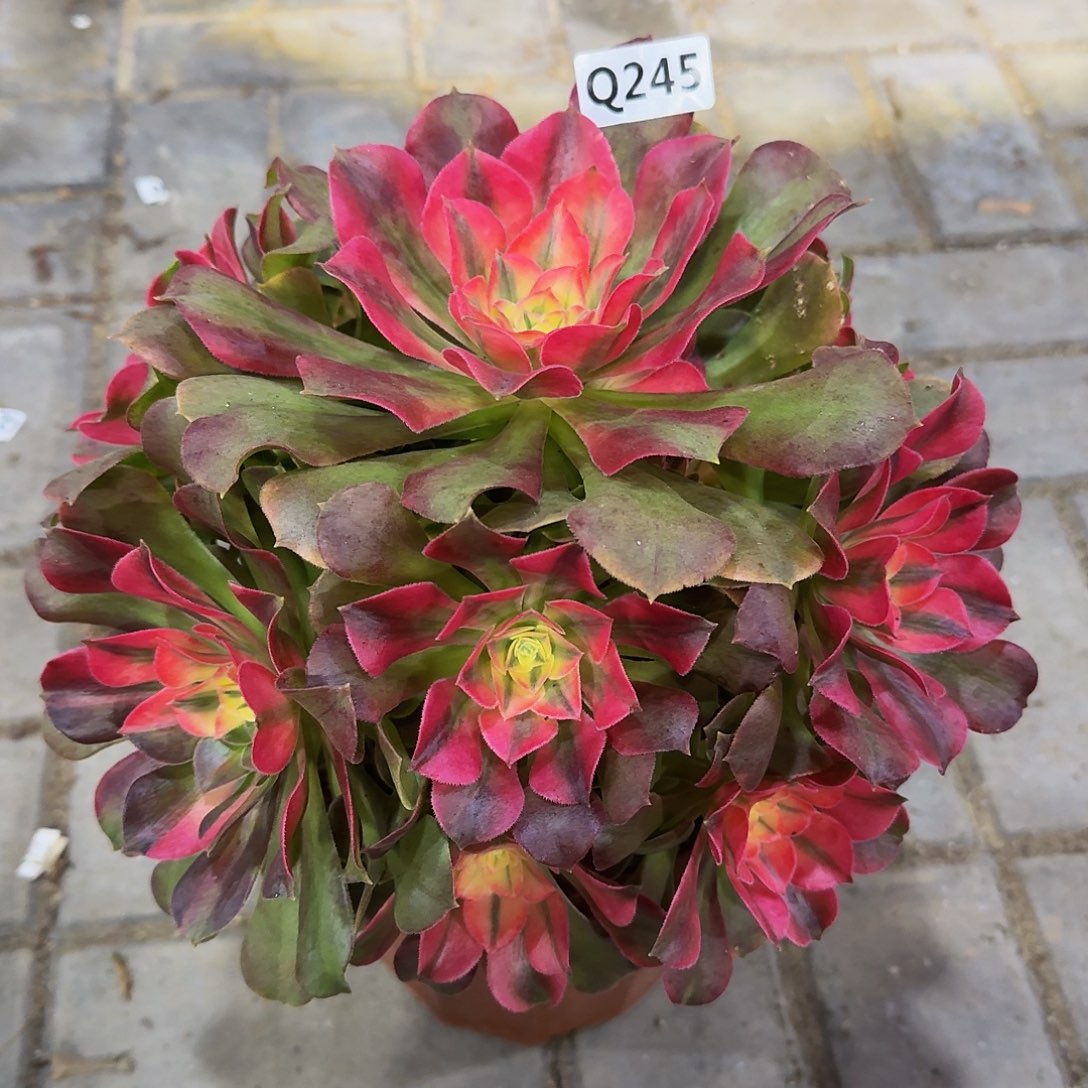 245香妃44冠服25左右