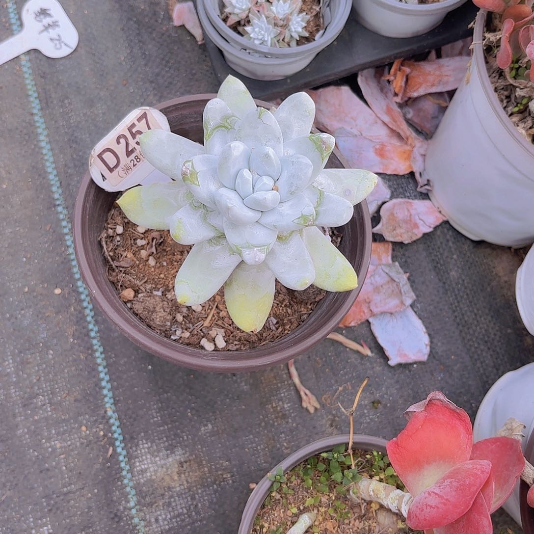 D257拇指一物一拍