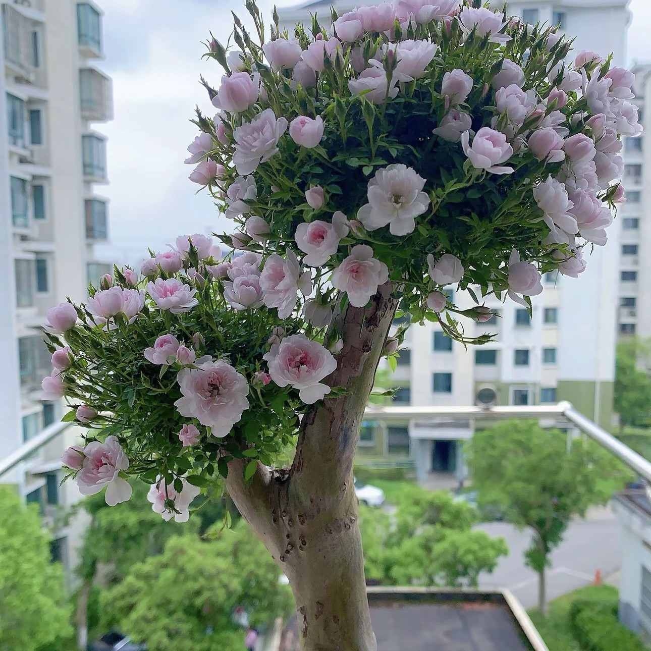 山木香，刺梨盆景素材