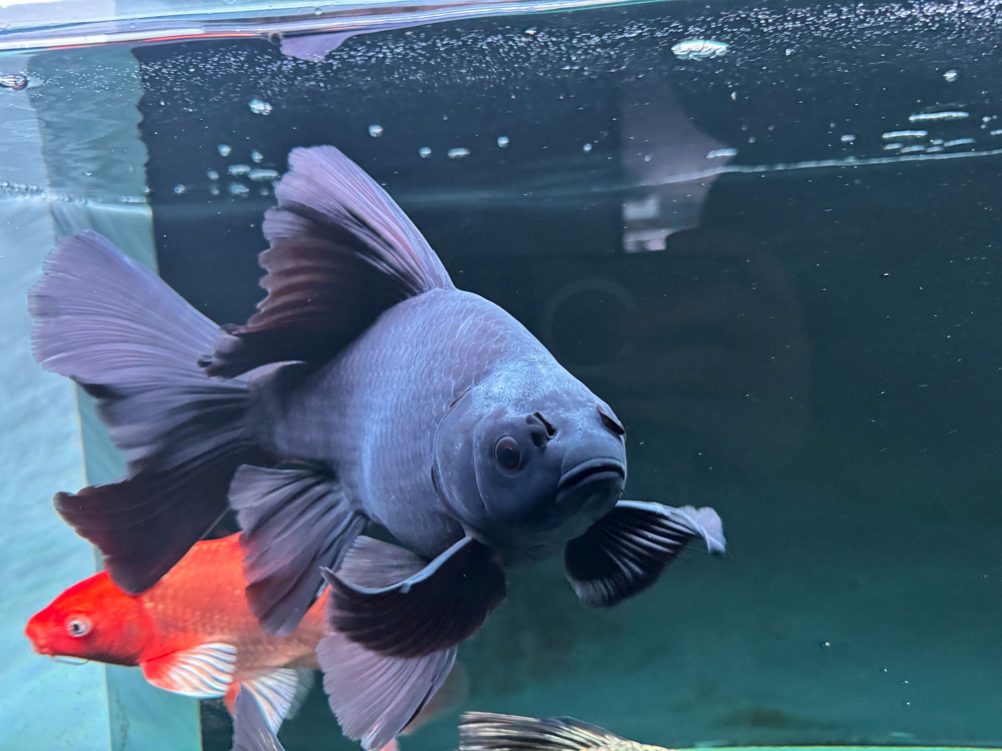 台湾精品墨蝶观赏鱼15-30公分