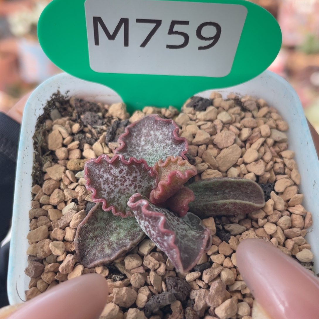      大波浪园艺1号。759。  