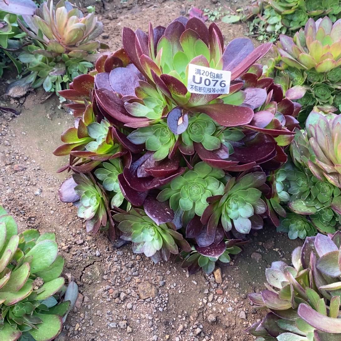 076黑骑士多肉法师锦