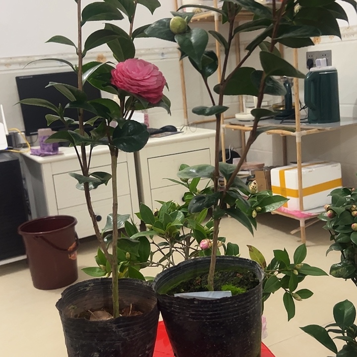 两颗十八学士一起发货