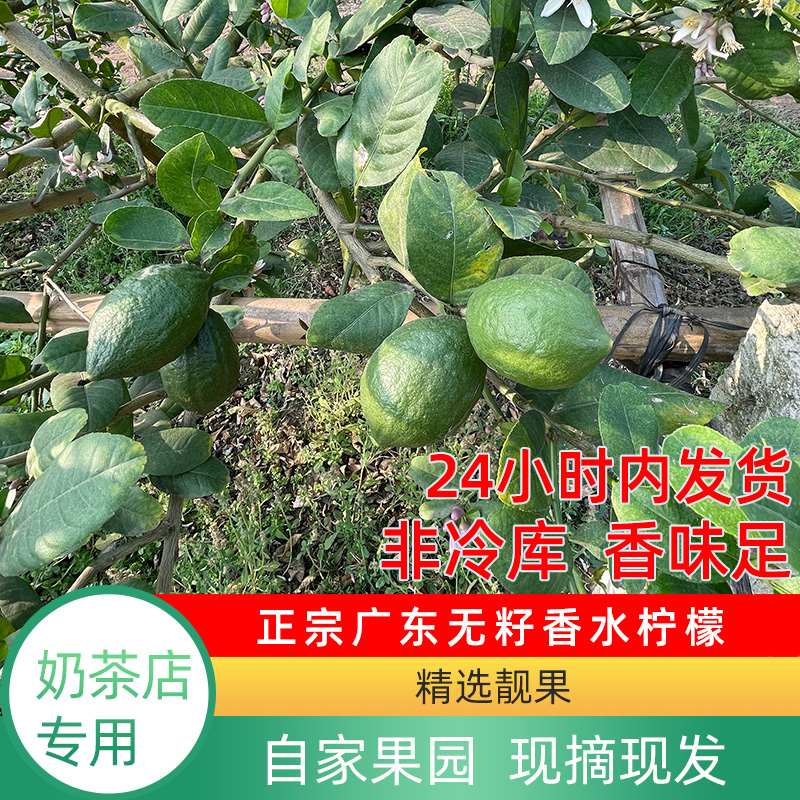 广东香水柠檬产地青柠檬批发柠檬新鲜鲜果柠檬柠檬排名第一名