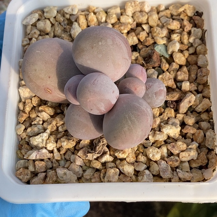 米可奶酪母本多肉植物