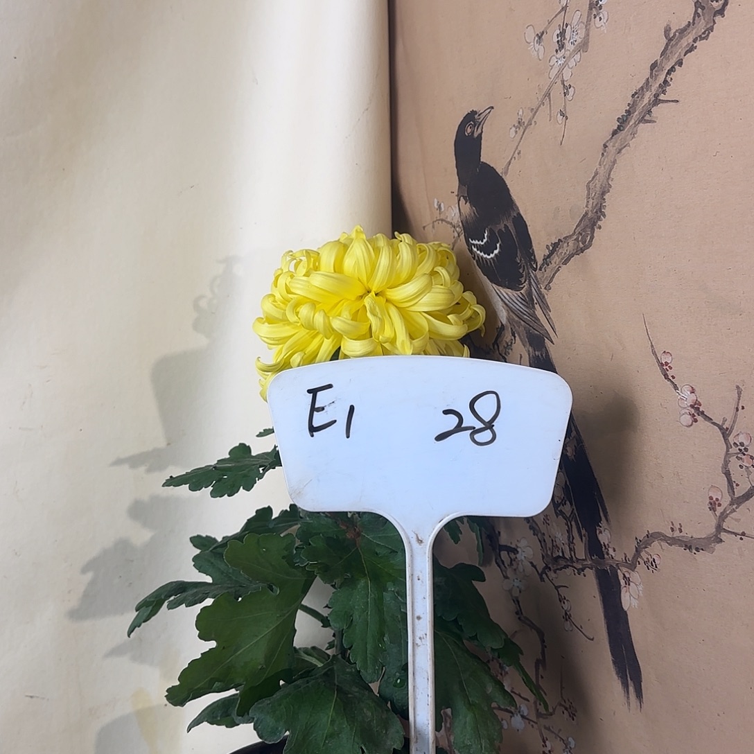 全部花朵E1111111111