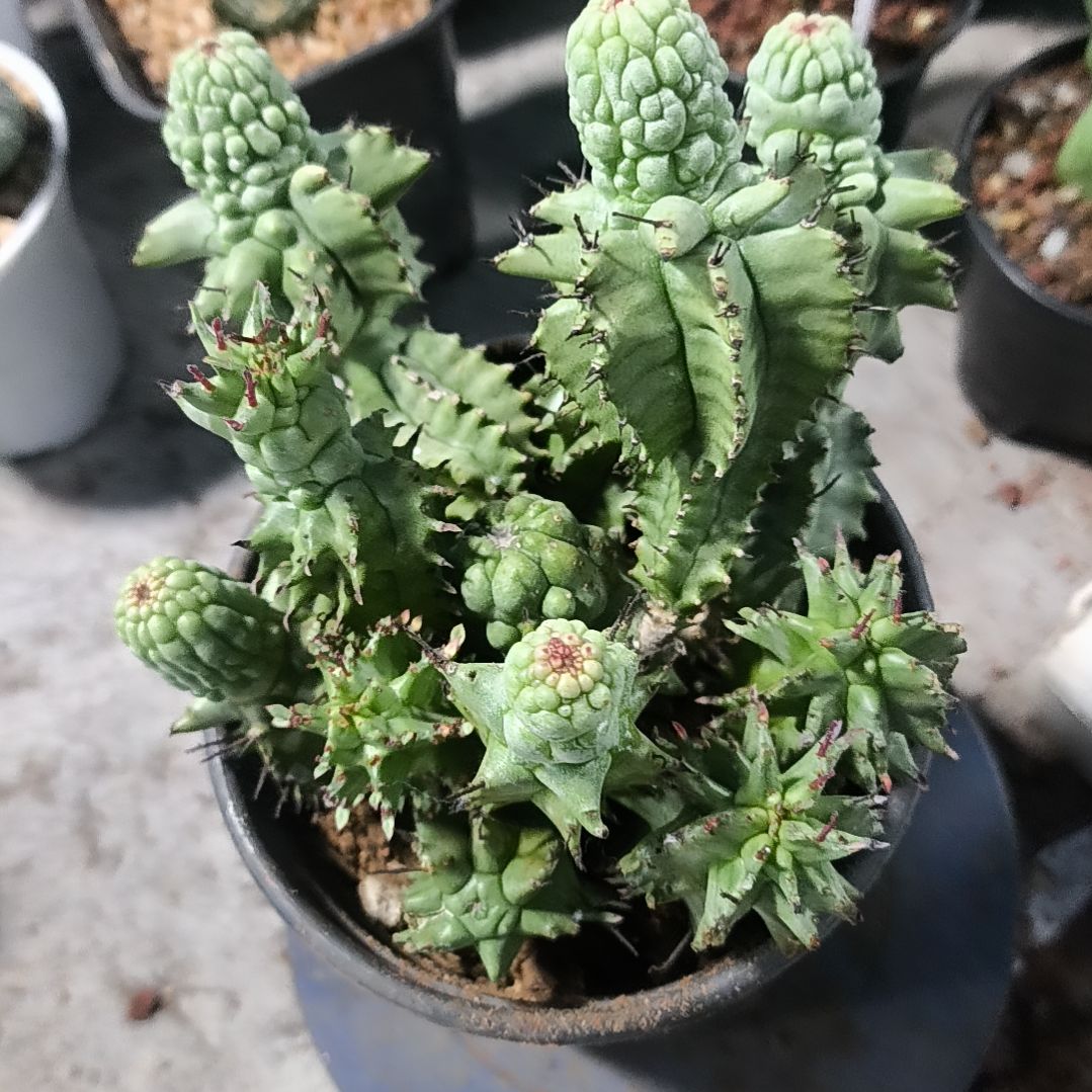 花花世界迷人眼的球球好看