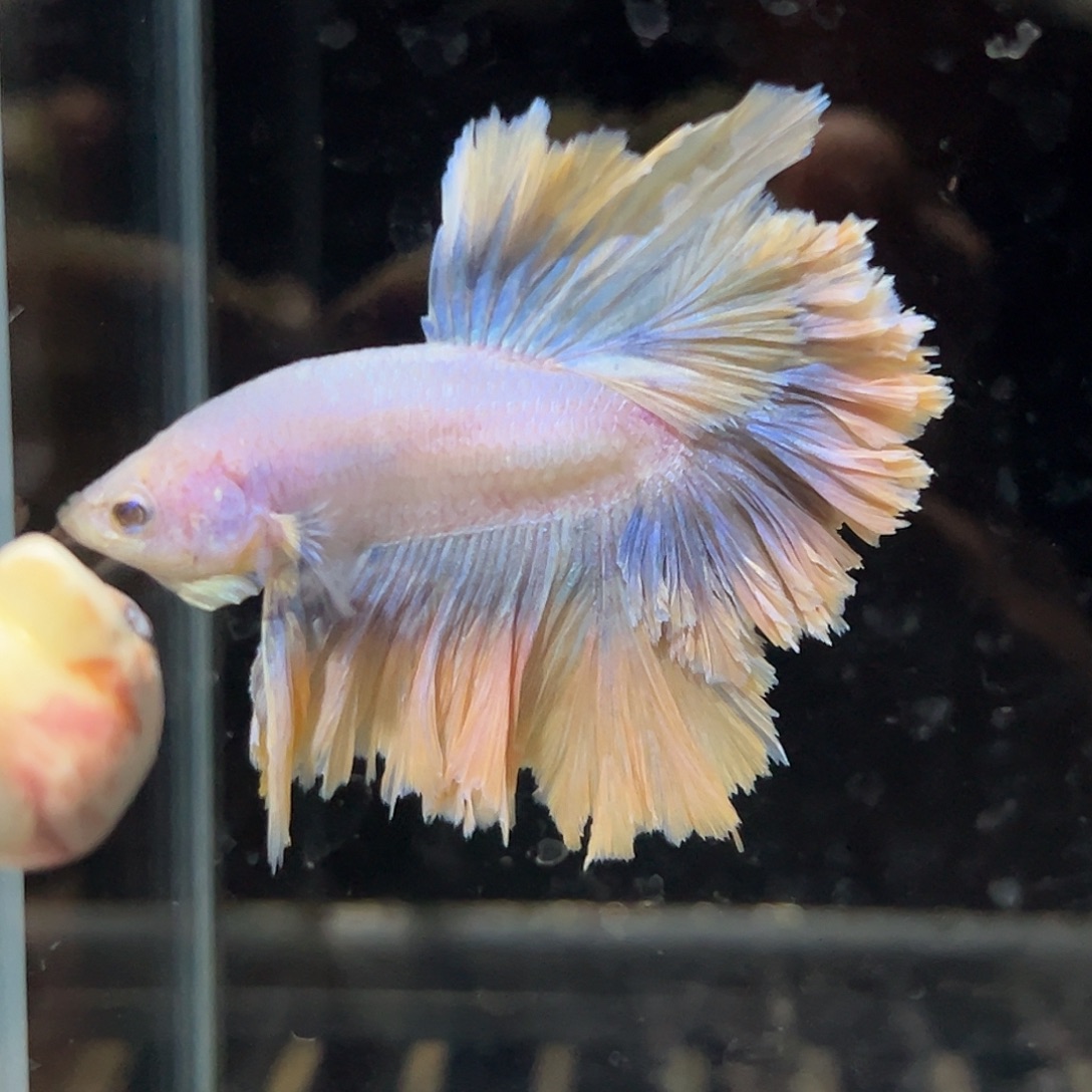 斗鱼28号梵高油画绣球
