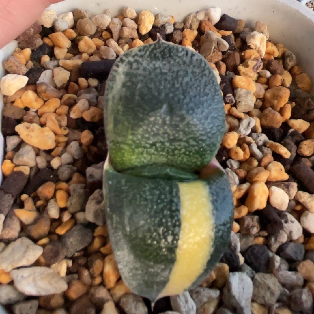 17脱土发货111111111