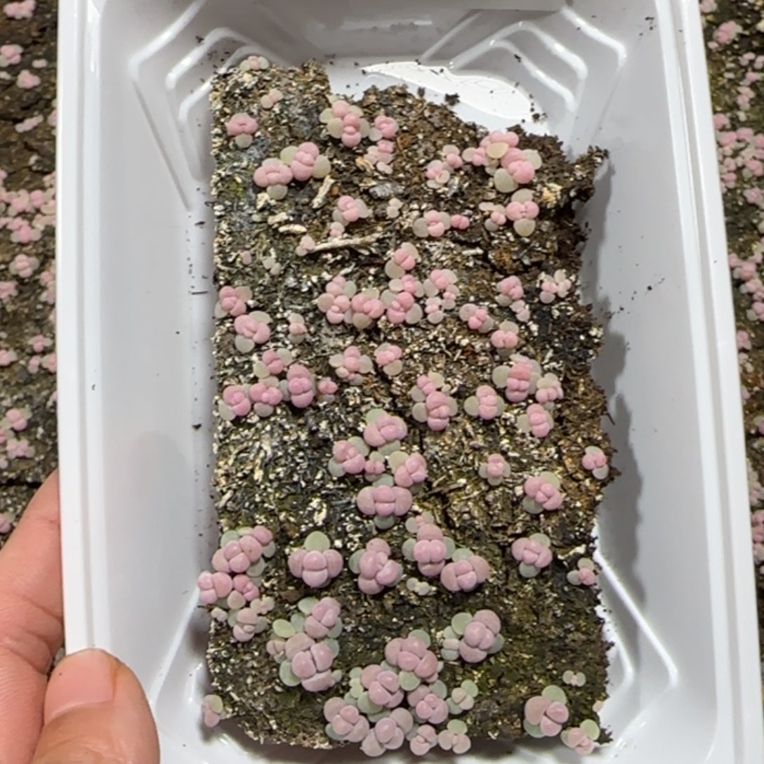 5***0416号彩虹奶酪一盒