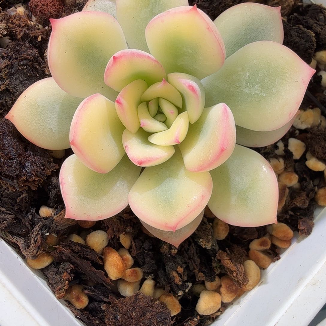 雨燕座锦，多肉植物