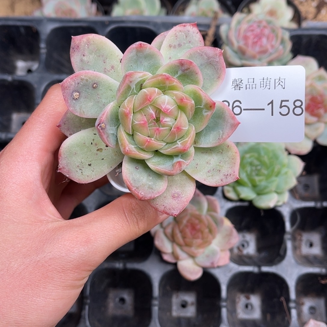 多肉一物一拍26-158