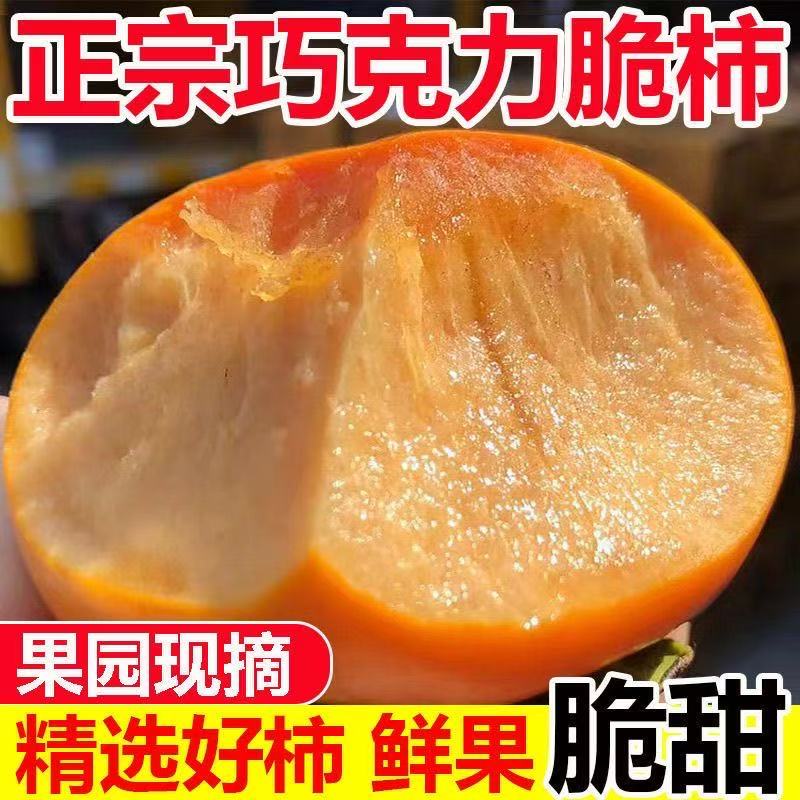 脆甜柿子果树苗嫁接苗南北方种植当年结果
