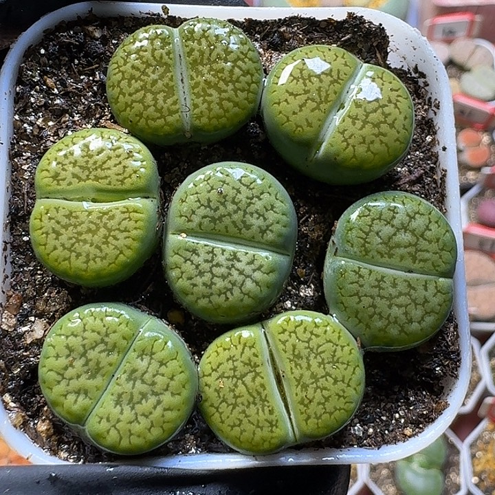 生石花1111111。  92