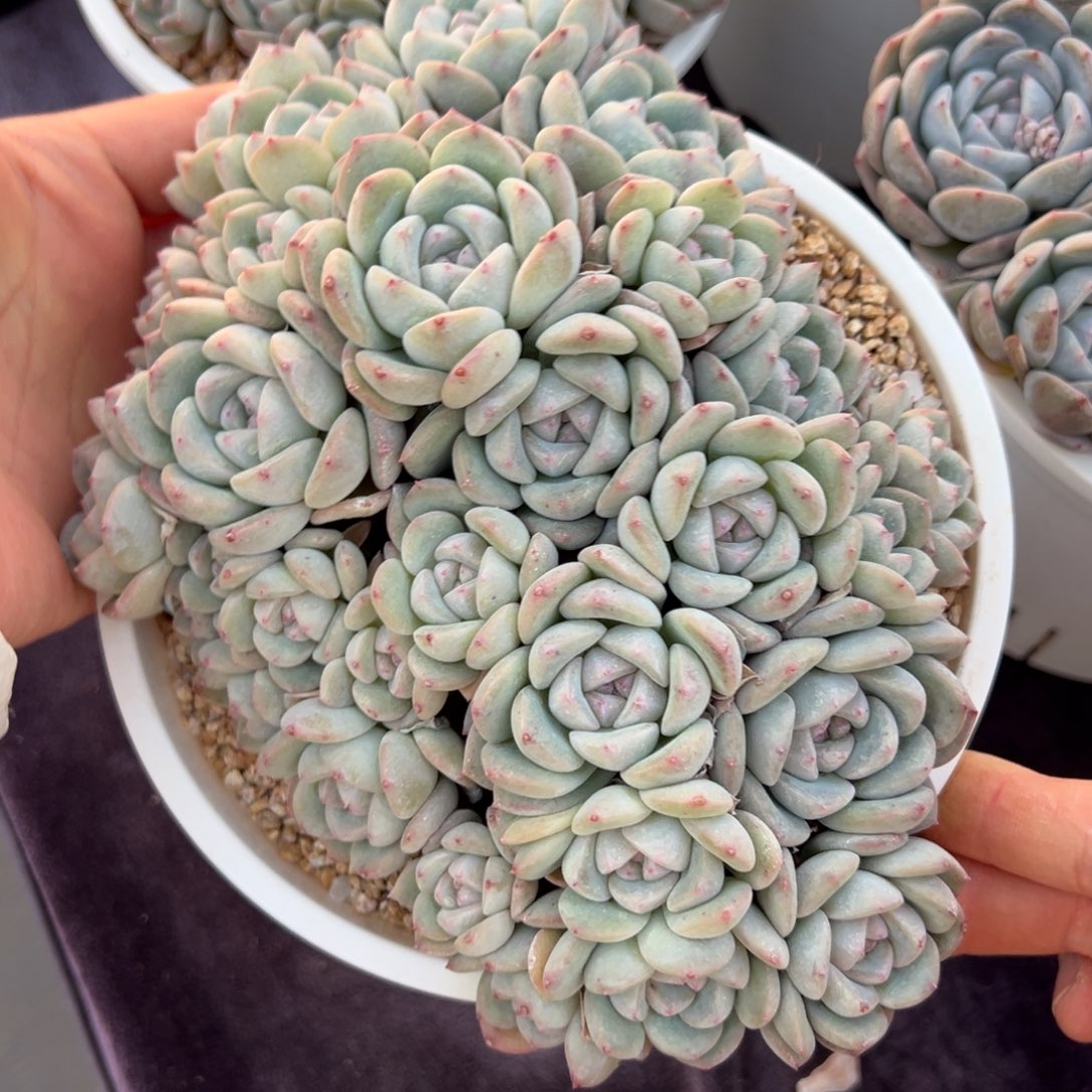 花*新年快乐 新年快乐 新年快乐