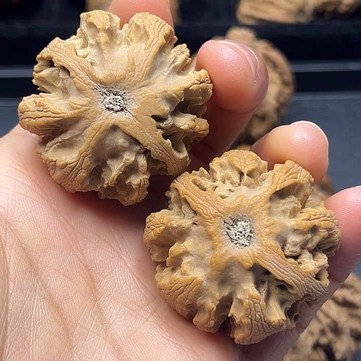 黄***勇木质类秦岭突突突突突突