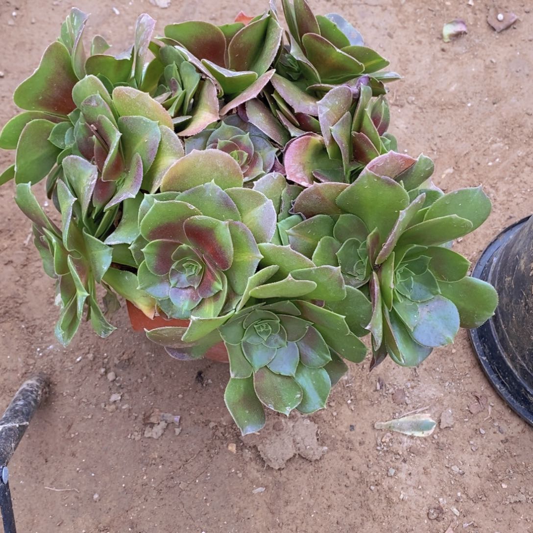 1637 号一物一拍多肉植物