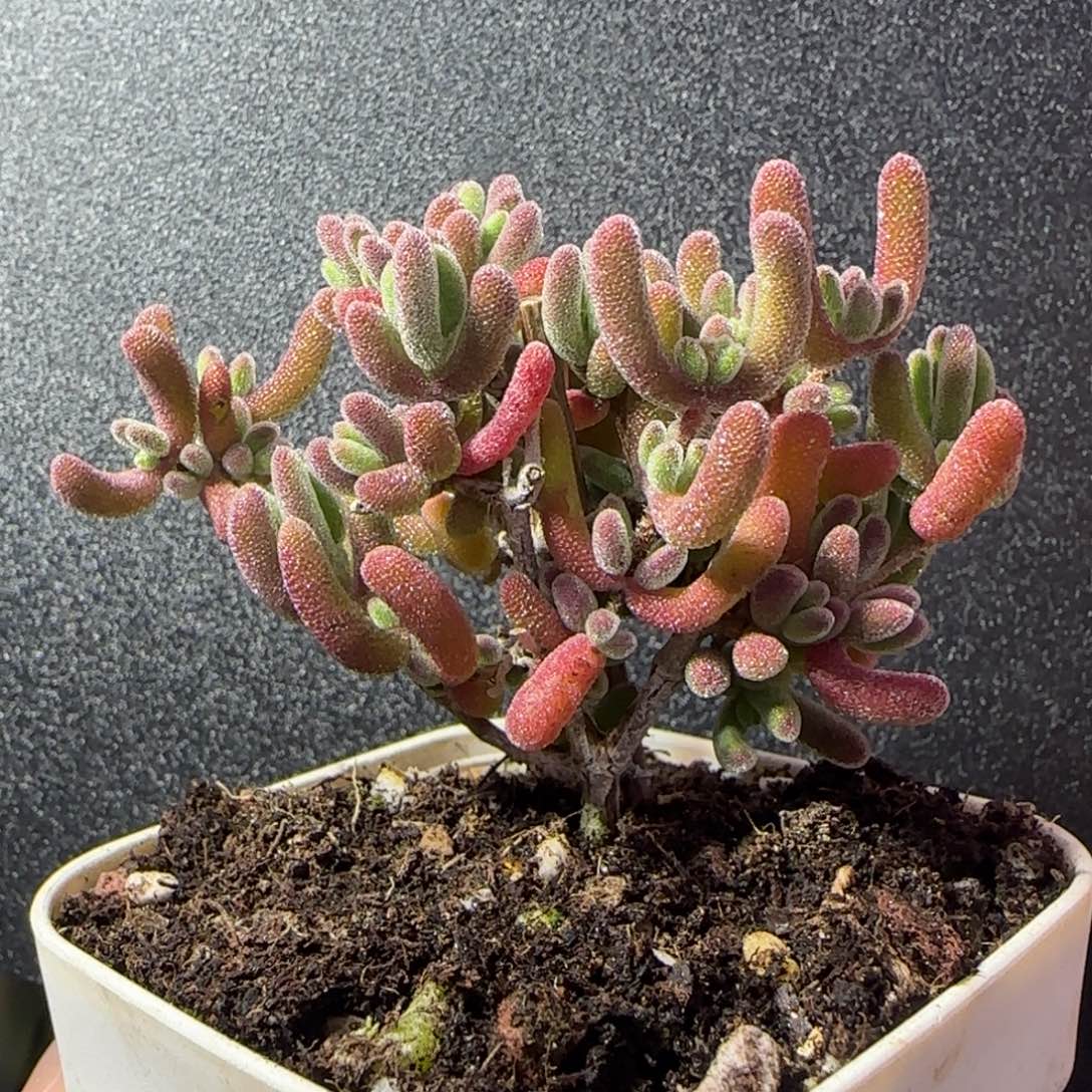 dy0906直杆三岔荔枝