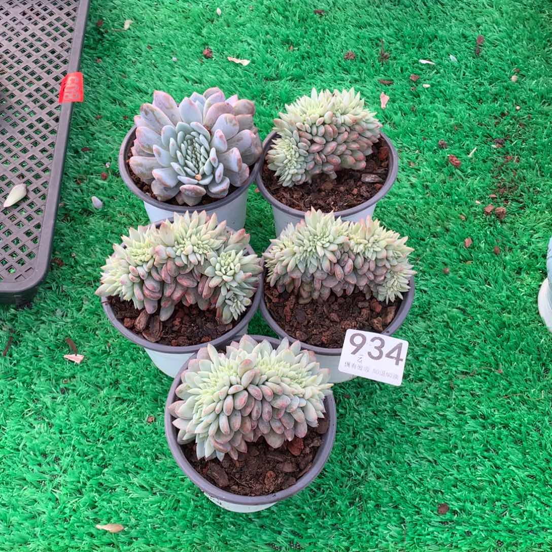 934橙子缀多肉植物组合