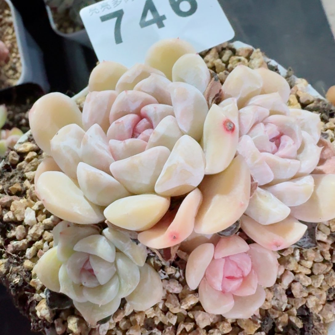 汉堡群生         精品多肉