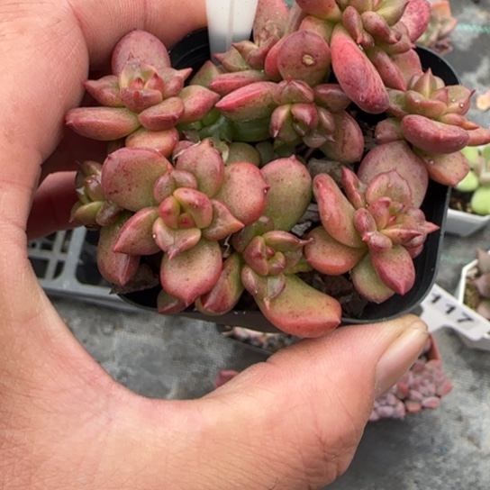 137苹果花多肉多肉多