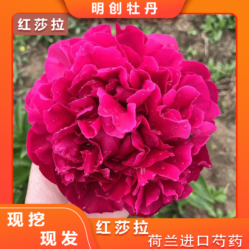 【红莎拉芍药】高贵大气重瓣芍药