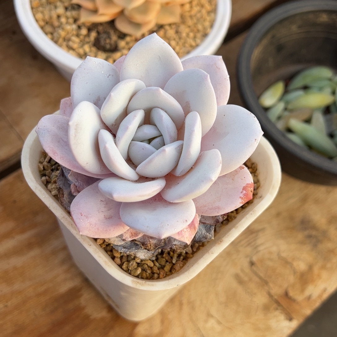 雪莲 单头 阿松多肉