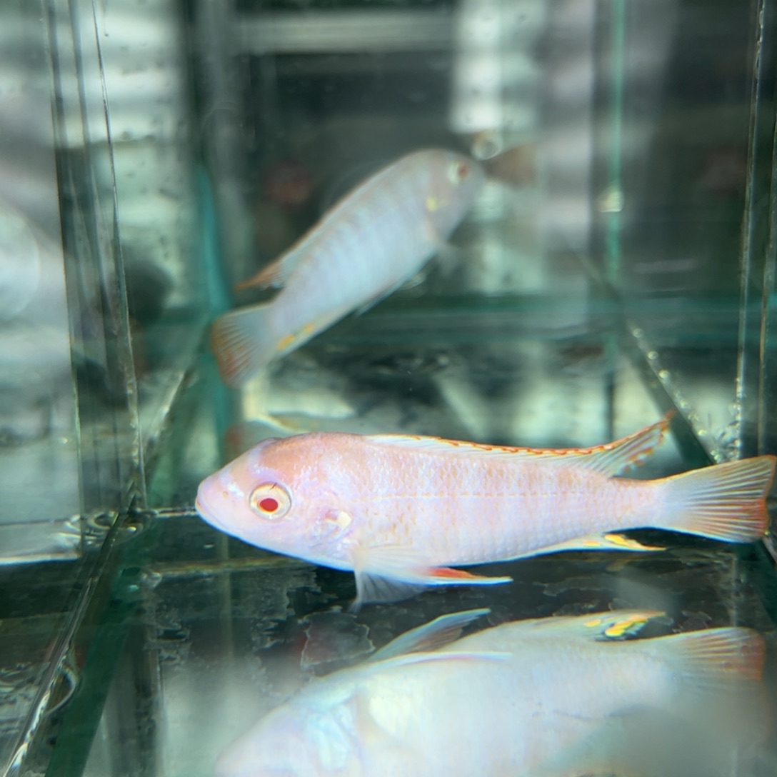 薛***海水鱼白子费恩斑马