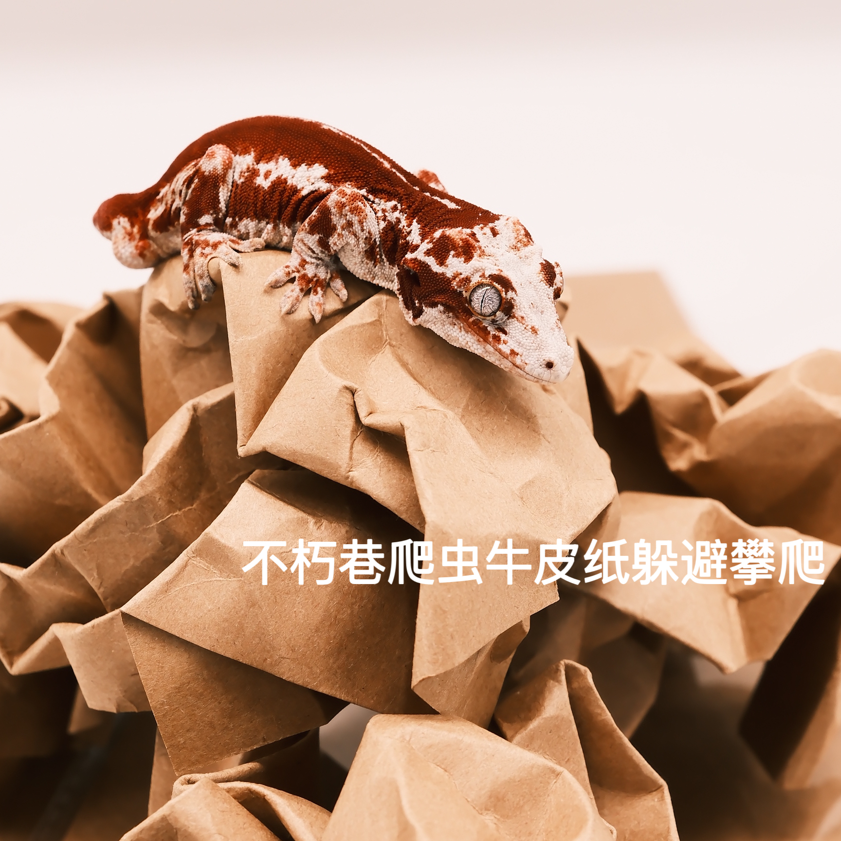 不朽巷爬虫牛皮纸躲避攀爬辅助蜕皮防卡皮A4牛卡260g