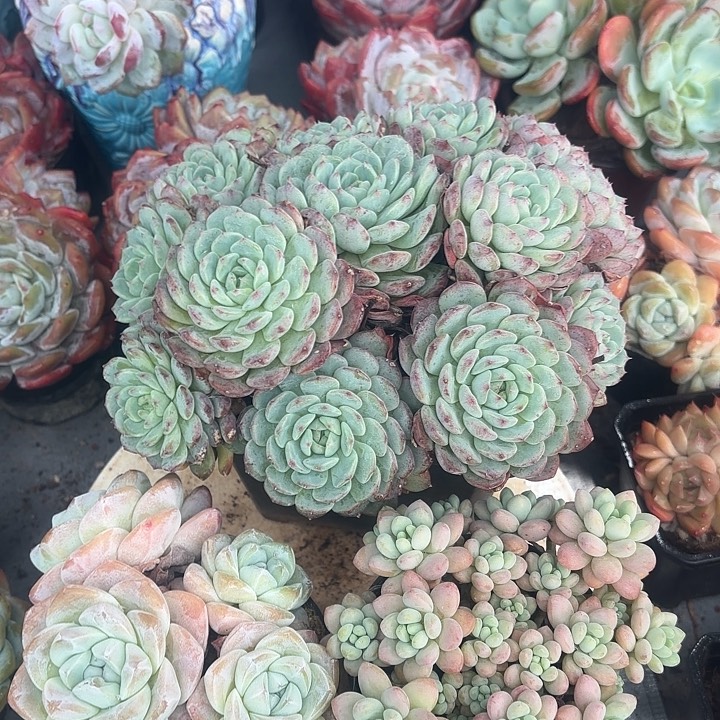 白胖子 鱼子酱 多头小冰玉