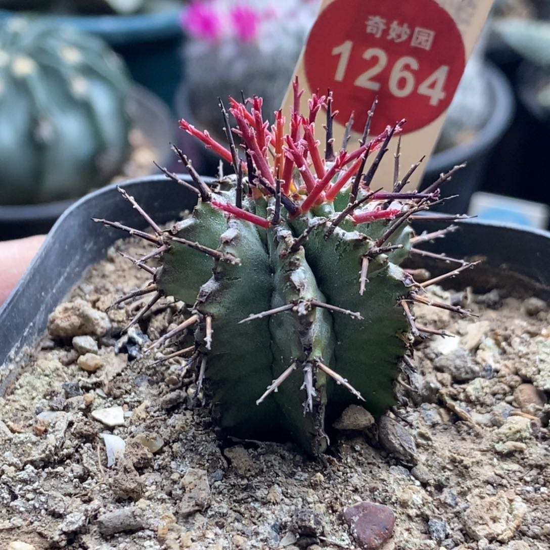 实生强红刺白衣魁伟玉一颗