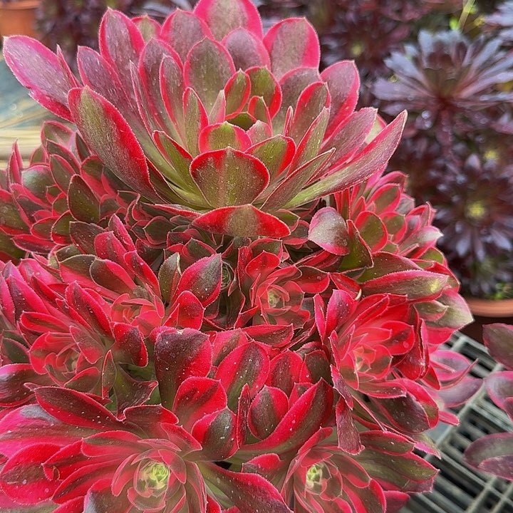 新品种妖月捧花特价福利