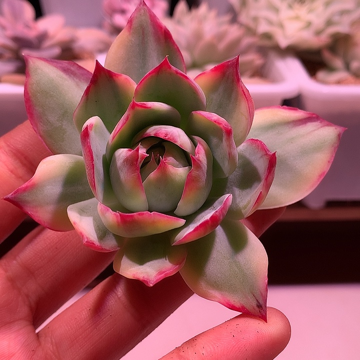 惊鸿仙子锦锦锦锦锦锦锦