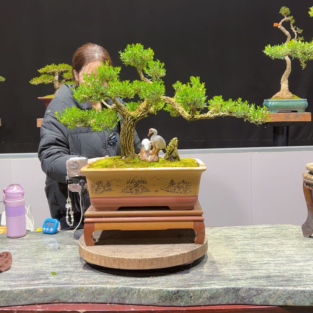 绿植黄杨盆景盆景