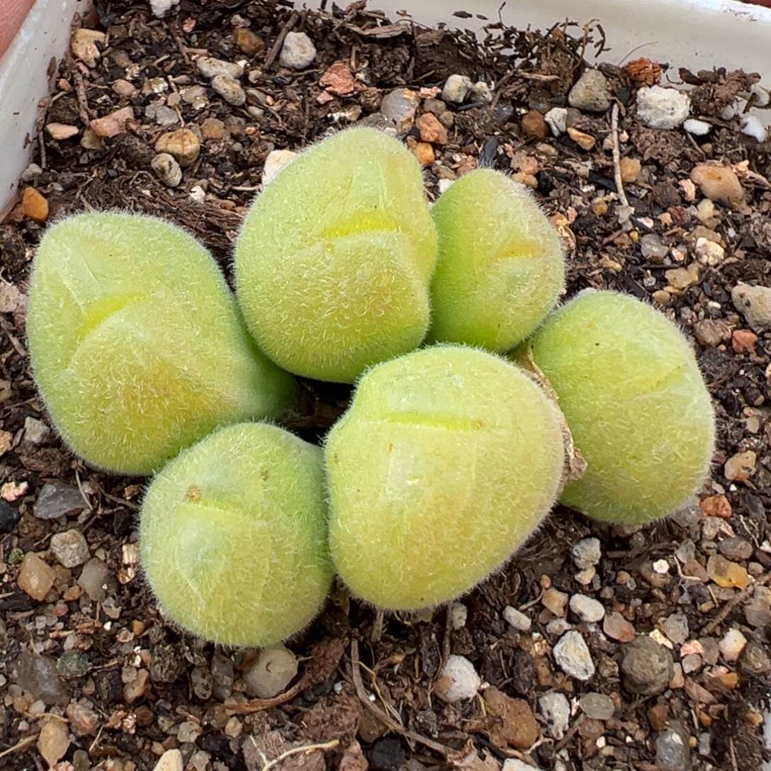 2.17好看的多肉106