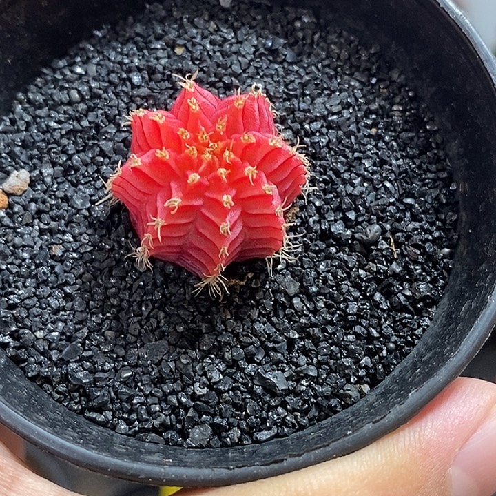 精品米哈—带盆土发货22