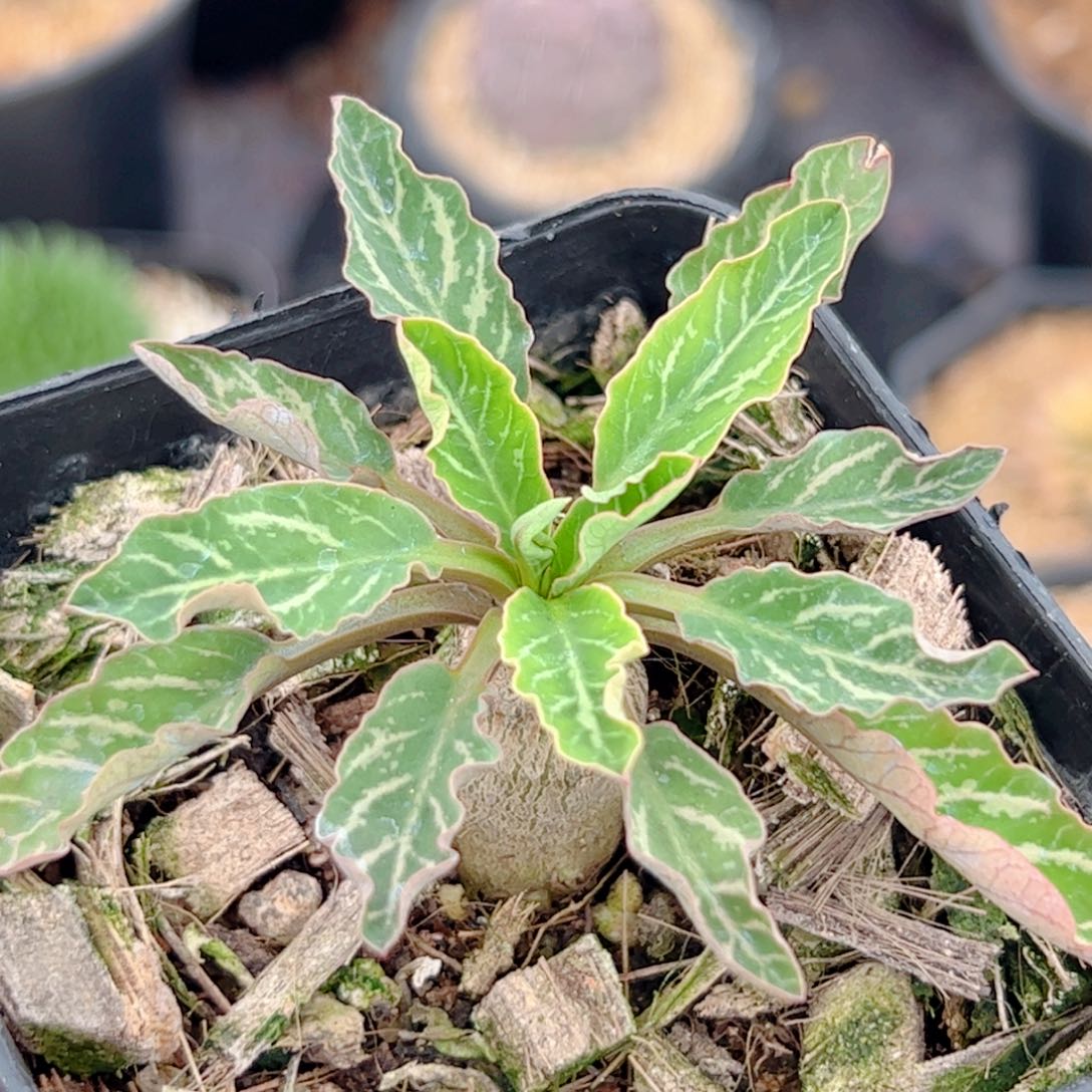 实生 鱼骨大戟仙人球