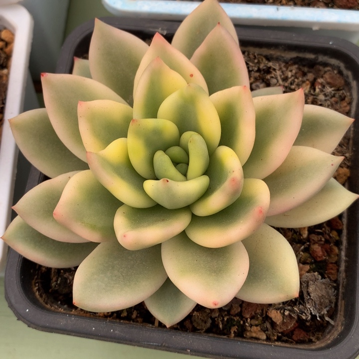 祝之松锦锦上园艺一物一拍