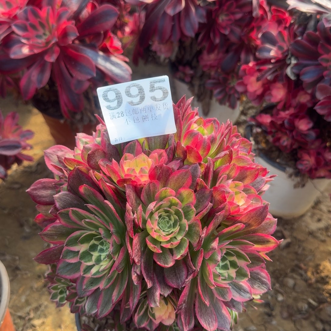 995号海王母本清棚不包损