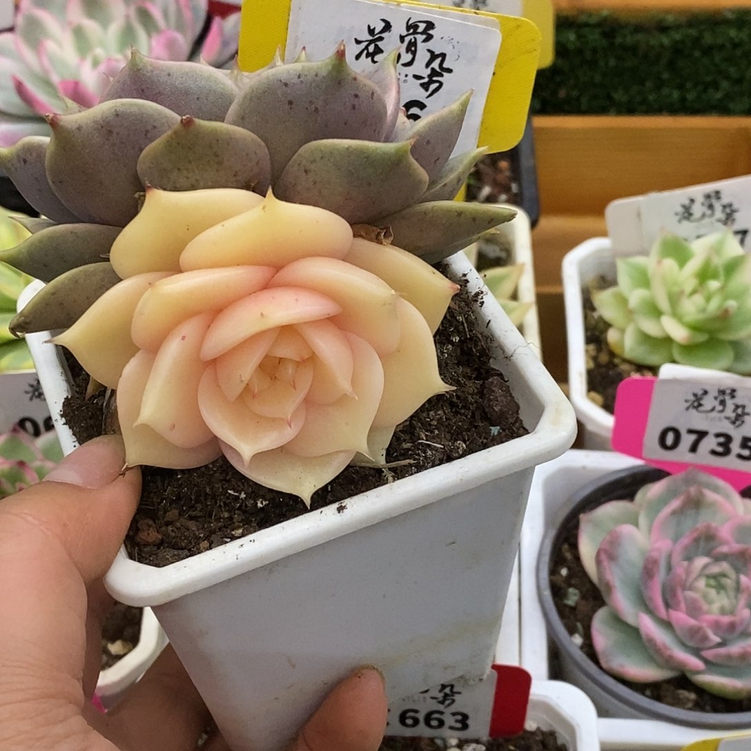 664贝加尔湖哈哈哈