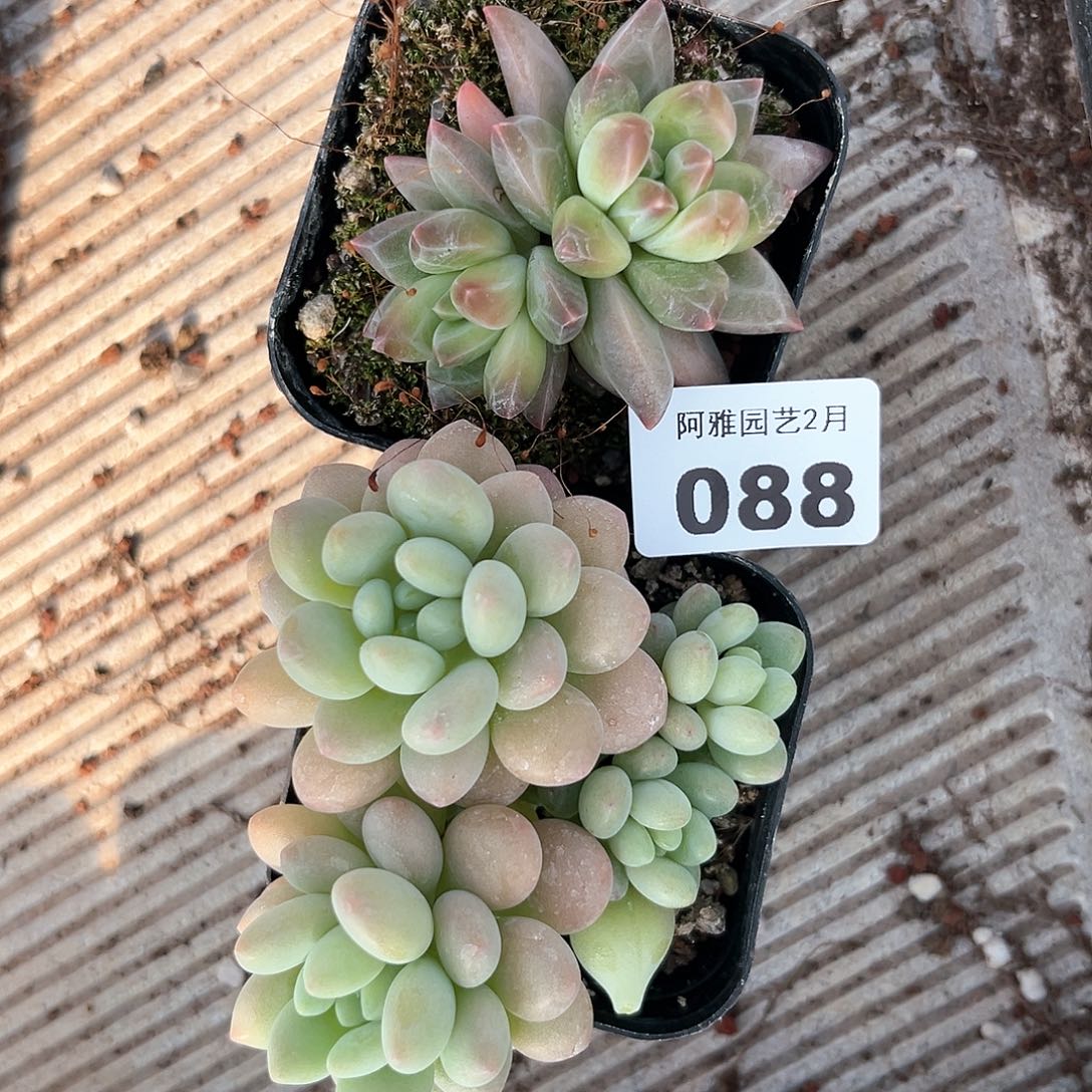 阿雅园艺。    088