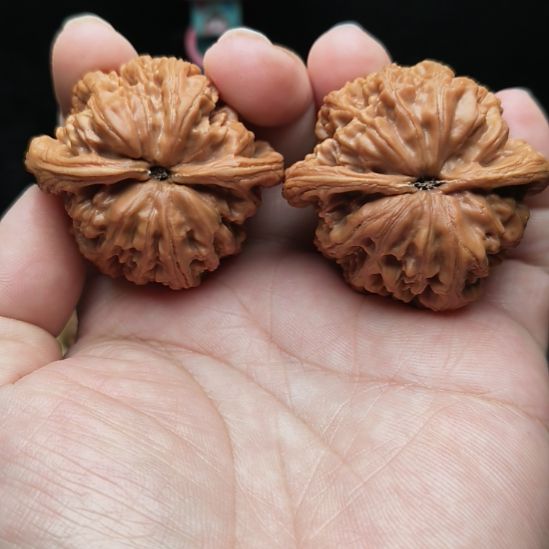 大叶紫檀（黑酸枝木类）44尺粗筋已打底