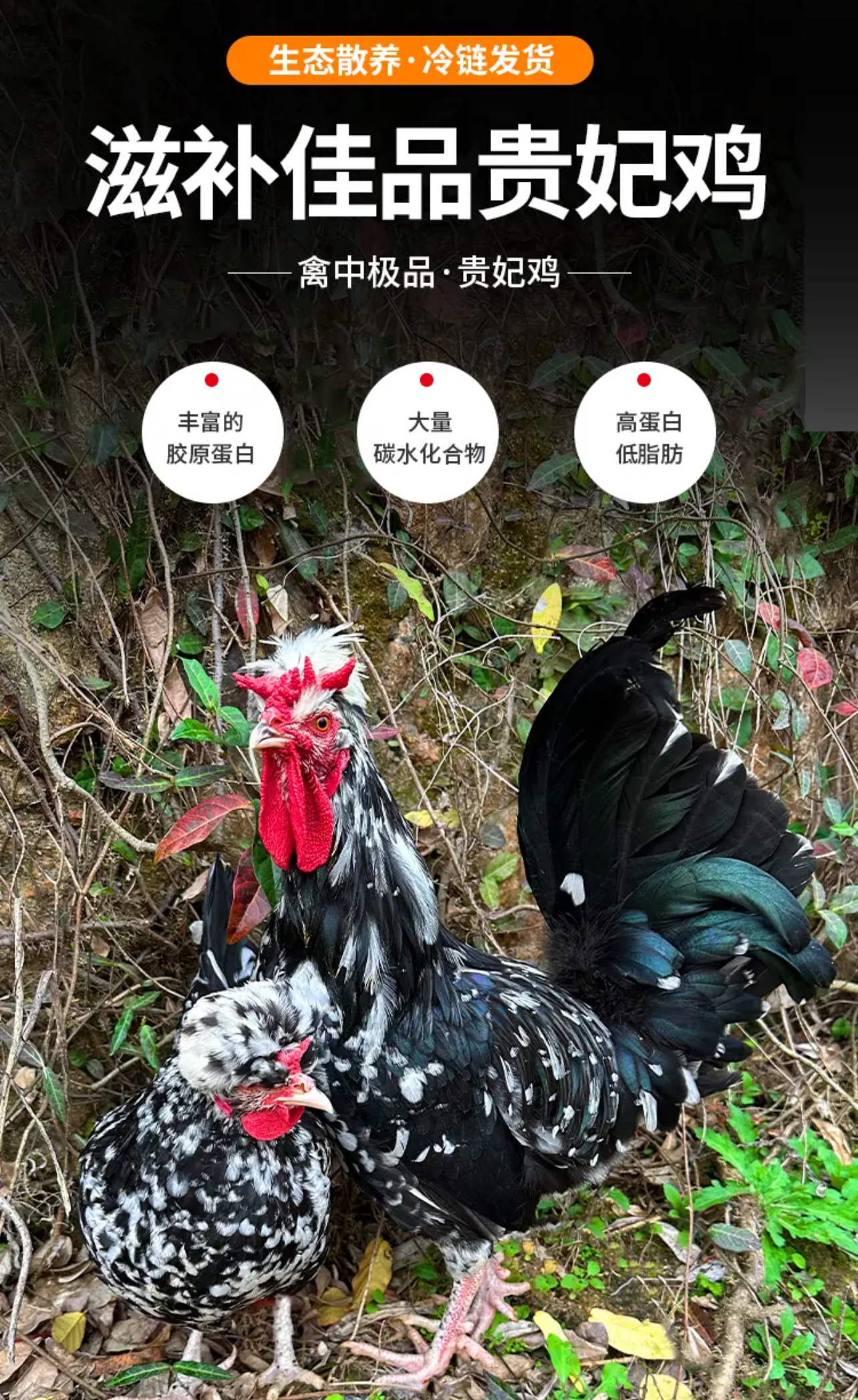 【贵妃鸡】正宗溜达喂五谷杂粮土鸡健康婆罗门鸡苗纯种特大种