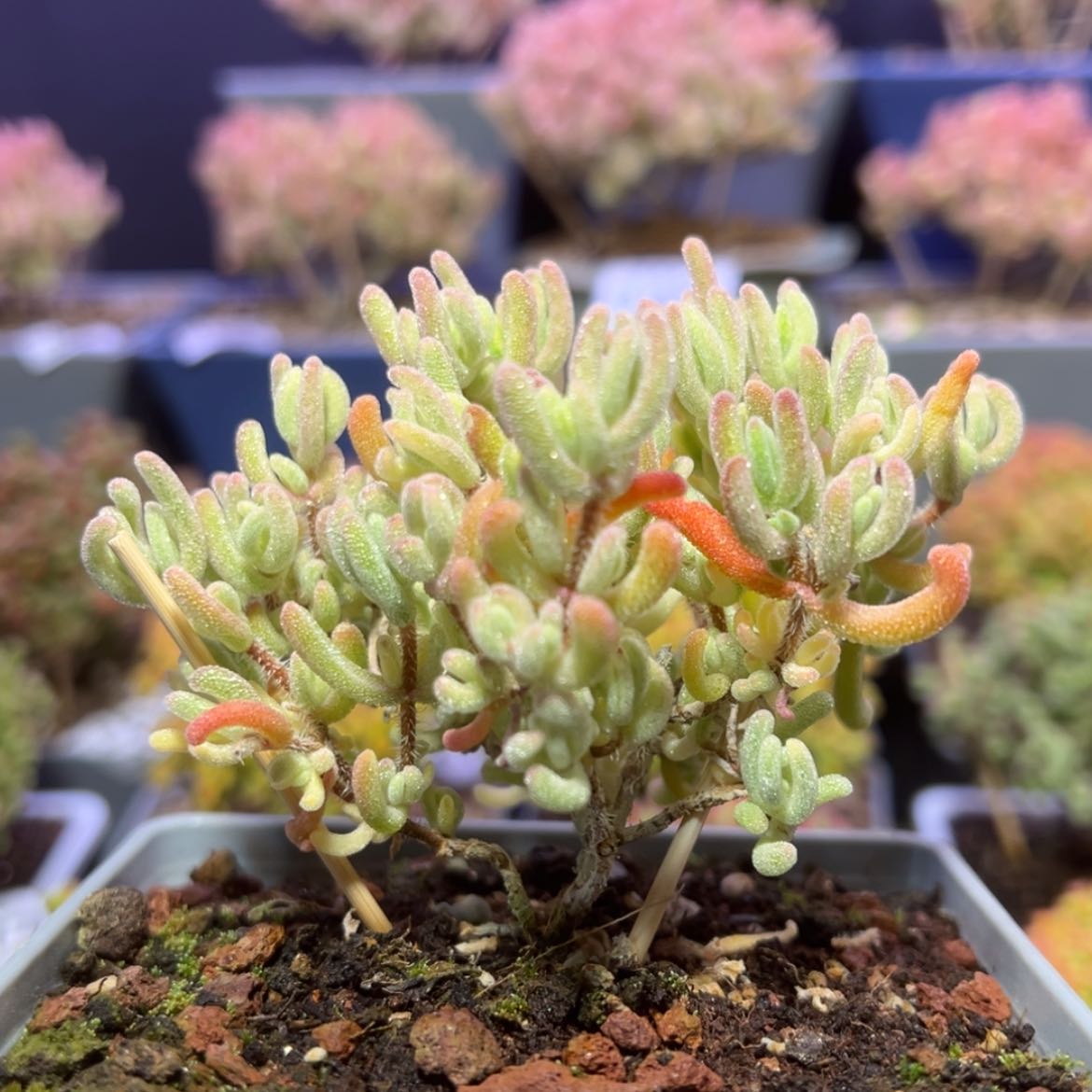 【闪购商品】d467橙叶锦枝干番杏