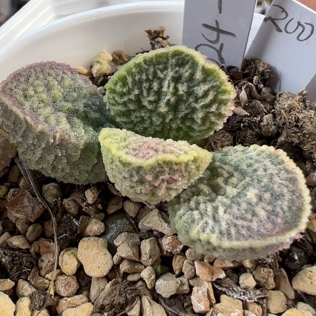 024%1091实生新品多肉植物水泡