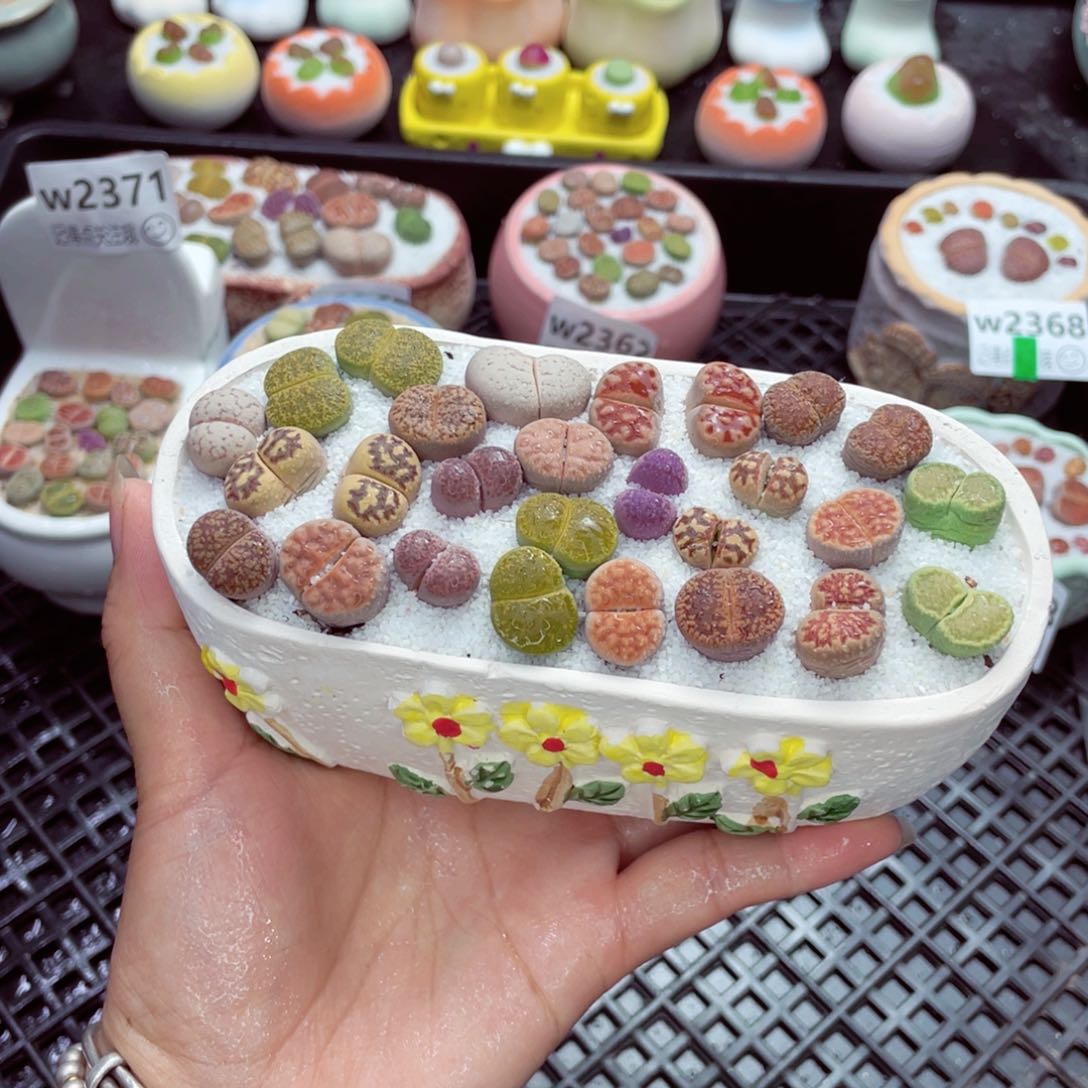 w2376 带盆土发货一物一拍