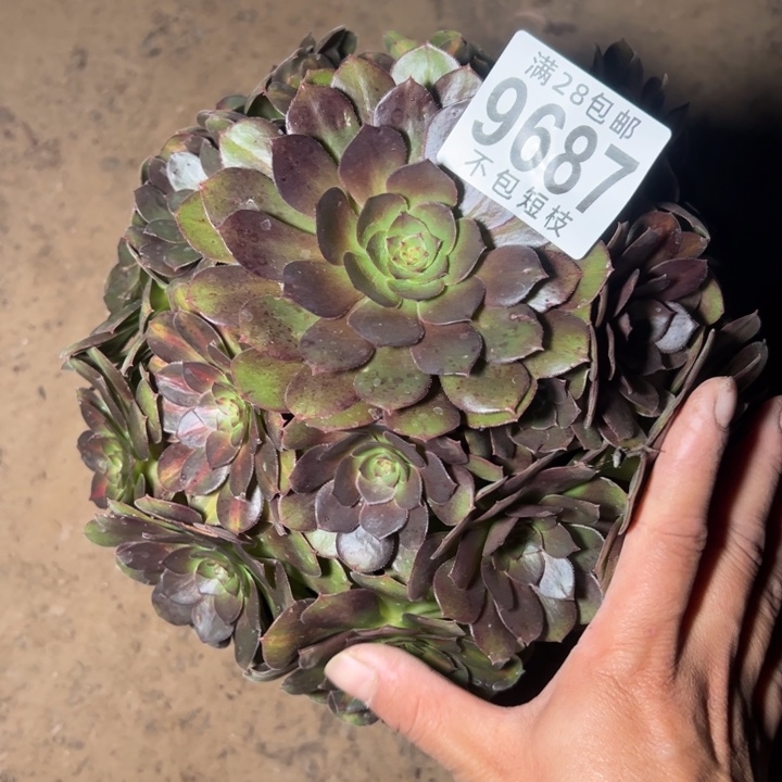 倾城中斑多肉植物9687